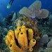sponge_tube_yellow_3fw_lc_v_0423_cay3058.jpg